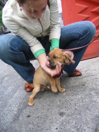 Excited Pup